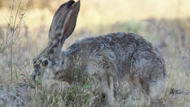 Black-tailed jackrabbit eating grass around Lake Powell Resorts & Marinas