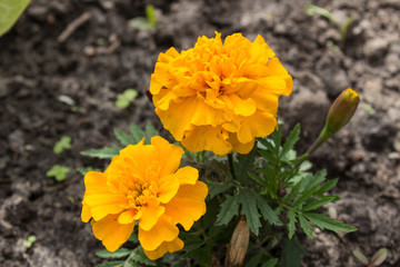 marigold in the garden