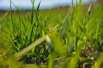Farmland and industries background. Sprouts of wheat at crops.