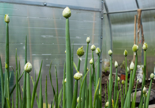 onion batun blooms in the garden
