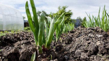 young onions growing in a garden close up