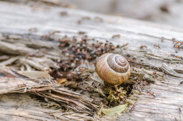 Vineyard snail in its natural environment attacked ants