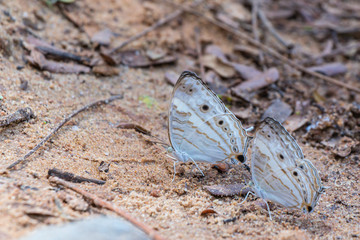 Cyrestis Cocles (Marbled Map) butterfly on ground in nature background.