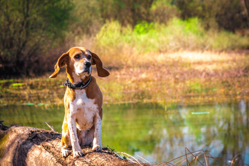 Funny portrait of pure breed beagle dog seated at trunk lakeside.