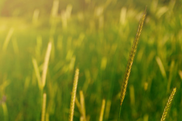 Spikes on the field at sunset