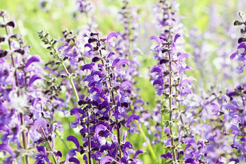 Naklejka premium Close up of spontaneous spring purple and violet wild lupine flowers in a colorful rural field . Nature background, soft focus and blur