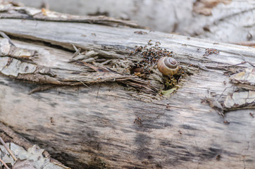 Vineyard snail in its natural environment attacked ants