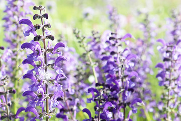 Obraz premium Close up of spontaneous spring purple and violet wild lupine flowers in a colorful rural field . Nature background, soft focus and blur