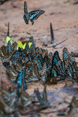 Selective focus Butterflies on the ground and flying in nature background.Blurred Tailed Jay butterflies (Graphium agamemnon) in green forest.