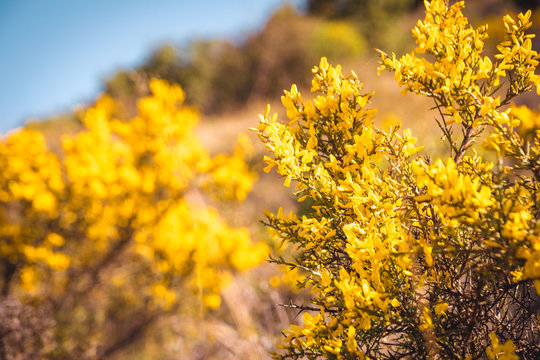 Genista Scorpius. Wild yellow flowers nature background.