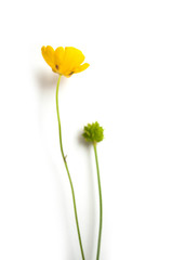 Closeup of yellow wild flowers on white background  -  ranunculus repens