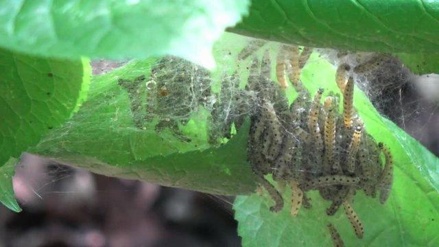 viele Gespinstmotten in einem Nest aus Netzen zum verpuppen