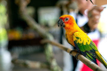 parrot on tree branch with soft-focus and over light in the background