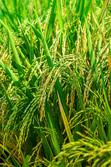 Ripe Paddy As Its Reach Maturity. Rice Grain Ready For Bountiful Harvest Season at Summer. Selective Focus.