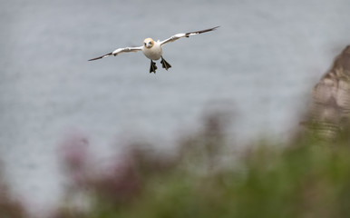 Gannet in Flight, Bempton Cliffs, Yorkshire