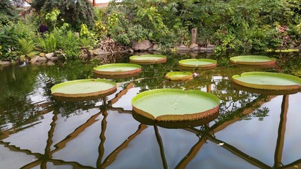 Victoria Amazonica leaves in Rotterdam zoo parc