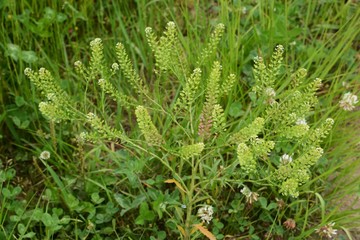 Lepidium virginicum is a weed with blooming white flowers.