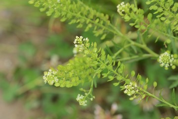 Lepidium virginicum is a weed with blooming white flowers.