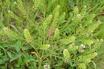Lepidium virginicum is a weed with blooming white flowers.