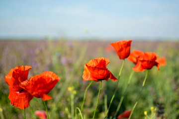 red poppies in a field