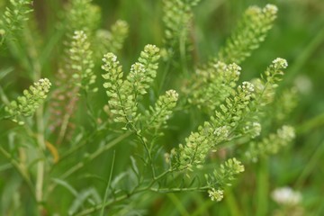 Lepidium virginicum is a weed with blooming white flowers.