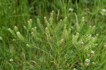 Lepidium virginicum is a weed with blooming white flowers.