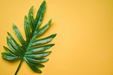 close up green tropical leaves laying on yellow paper background with vintage color filter for summer season , ad your idea,text,ads,content on image	