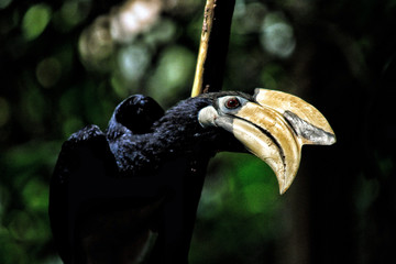 A single Hornbill bird (Anthracoceros_albirostris) at Singapore Botanic Gardens, Singapore