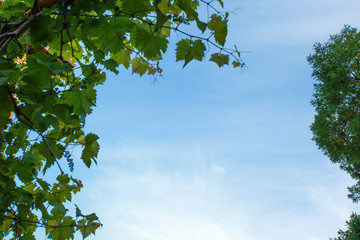blue sky with cloud closeup