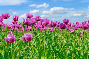 Backmohnfeld in Sachsen, Anbau, Mohn