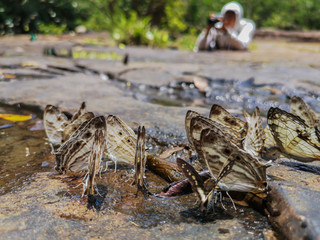 Cyrestis Cocles (Marbled Map) butterfly in nature background.Butterfly eating water on the rock in the forest.
