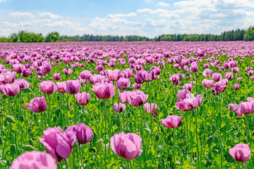 Backmohnfeld in Sachsen, Anbau, Mohn