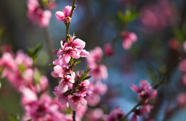 Kirschblüten