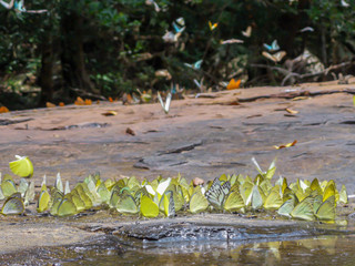 Naklejka premium Selective focus Butterflies on the ground and flying in nature background.Blurred Tailed Jay and Orange Gull butterflies in green forest.