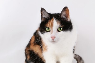 beautiful tricolored cat portrait in the white studio