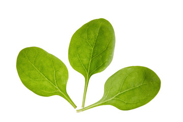 Fototapeta premium Three spinach leaves on a white background