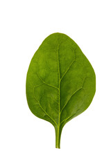 Spinach leaves on a white background