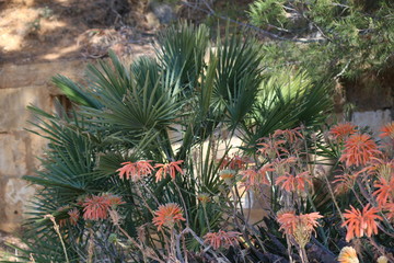 cactus in garden