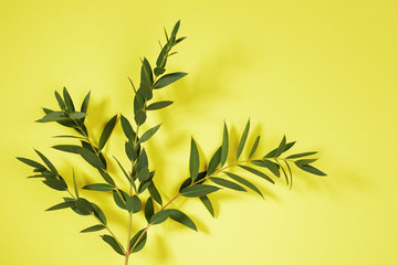Obraz premium Eucalyptus branch on bright yellow background
