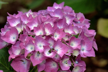 The flower language for hydrangea varies with color.