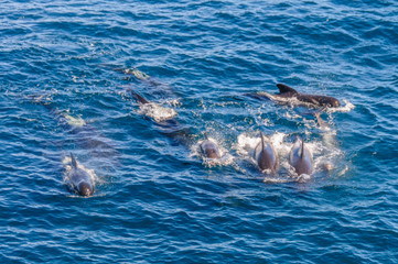A group of Long-Finned Pilot Whales -Globicephala melas- swimming in the South Atlantic Ocean, near...