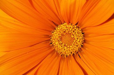 Orange summer flower close up
