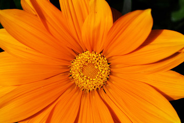 Orange summer flower close up