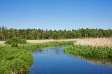 Summer forest river background. Clear, reflective pond water. Blue sky idyllic nature landscape.