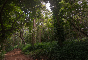 Fototapeta na wymiar Jungle Hike