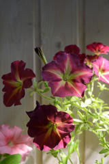 Beautiful petunia flowers on the background of wooden wall. Balcony greening with blooming plants.