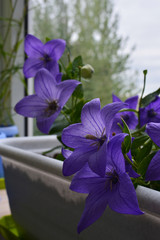 Blooming platycodon grandiflorus. Beautiful violet flowers grow in container in small urban garden...