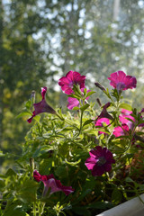 Blooming petunia grow in flower pot. A lot of beautiful flowers would make your balcony a small urban garden.
