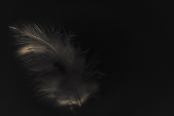 Beautiful abstract color white gray and light pink feathers isolated on black background pattern and wallpaper