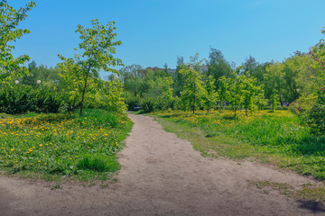 Obraz premium road in the forest